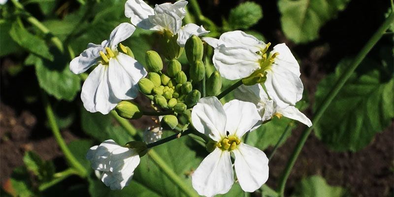Сидерат редька масличная: применение и выращивание — ASM-AGRO
